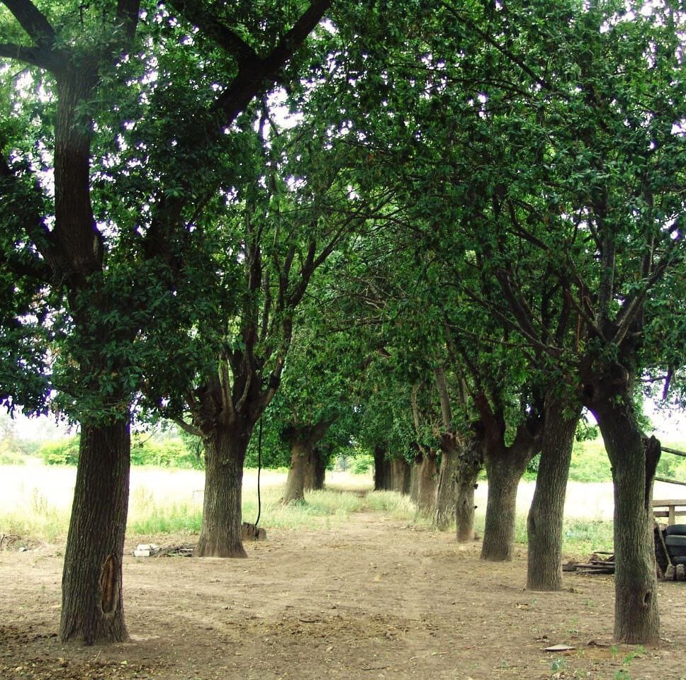 Raíces de un roble centenario